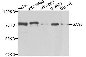 Western blot analysis of extracts of various cell lines, using GAS6 antibody. (GAS6 antibody  (AA 100-300))