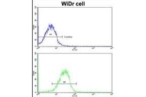 Flow cytometric analysis of MDA-231 cells using CLU antibody (C-term)(bottom histogram) compared to a negative control cell (top histogram). (CLUAP1 antibody  (C-Term))