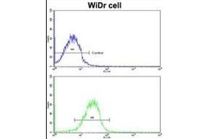 Flow cytometric analysis of MDA-231 cells using CLU antibody (C-term)(bottom histogram) compared to a negative control cell (top histogram).