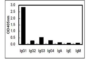 Image no. 2 for Rat anti-Human IgG1 (Fc Region) antibody (ABIN5569002) (Rat anti-Human IgG1 (Fc Region) Antibody)