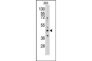Image no. 1 for anti-Adenosylhomocysteinase (AHCY) (N-Term) antibody (ABIN357876) (AHCY antibody  (N-Term))