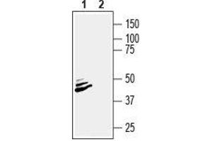 Western blot analysis of mouse brain lysate: - 1. (ATP1B2 antibody  (Extracellular))