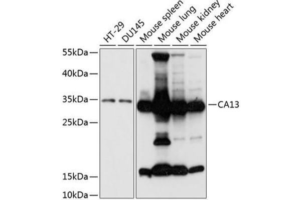 CA13 antibody  (AA 1-220)