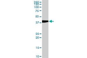EVX1 monoclonal antibody (M07), clone 1B7. (EVX1 antibody  (AA 2-110))