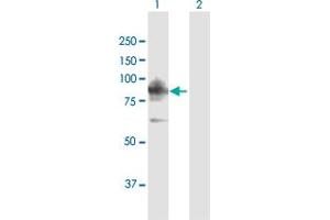 Western Blot analysis of LRSAM1 expression in transfected 293T cell line by LRSAM1 MaxPab polyclonal antibody.