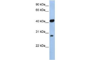 Western Blotting (WB) image for anti-Zinc Finger, AN1-Type Domain 3 (ZFAND3) antibody (ABIN2458094)