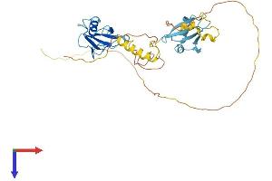 Doublecortin Protein (DCX) (AA 1-365) (His tag)