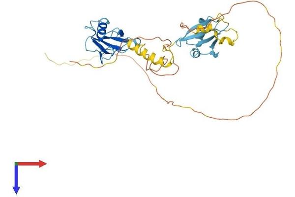 Doublecortin Protein (DCX) (AA 1-365) (His tag)