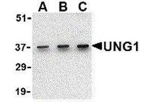 Western Blotting (WB) image for anti-Uracil-DNA Glycosylase (UNG) (C-Term) antibody (ABIN2477036) (UNG antibody  (C-Term))