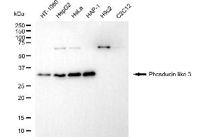 Western blotting analysis using phosducin like 3 antibody (ABIN7799787).