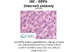 Image no. 1 for anti-Dipeptidyl-Peptidase 9 (DPP9) (Internal Region) antibody (ABIN1733757) (DPP9 antibody  (Internal Region))