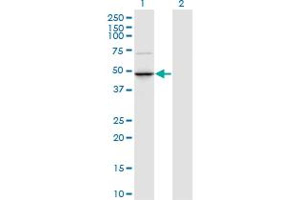 Trnt1 antibody  (AA 1-405)