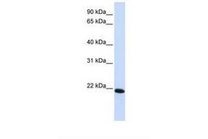 Image no. 1 for anti-Claudin 19 (CLDN19) (C-Term) antibody (ABIN6739111) (Claudin 19 antibody  (C-Term))