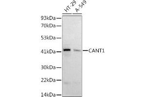 Western blot analysis of extracts of various cell lines, using (ABIN6128977, ABIN6137904, ABIN6137907 and ABIN6221957) at 1:1000 dilution. (CANT1 antibody  (AA 102-401))