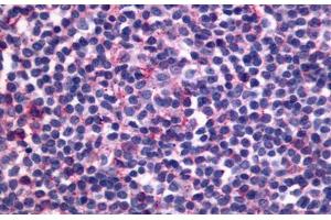 Image no. 1 for anti-Sphingosine-1-Phosphate Receptor 4 (S1PR4) (Cytoplasmic Domain) antibody (ABIN1048535) (S1PR4 antibody  (Cytoplasmic Domain))