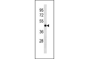 OLFM3 Antibody (N-term) (ABIN1881592 and ABIN2843310) western blot analysis in mouse cerebellum tissue lysates (35 μg/lane). (Olfactomedin 3 antibody  (N-Term))