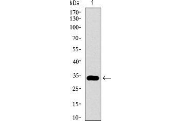 GATA6 抗体  (AA 491-557)