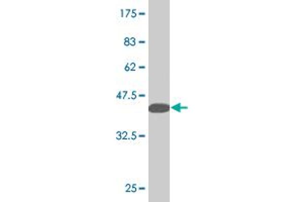 LMX1B antibody  (AA 1-110)