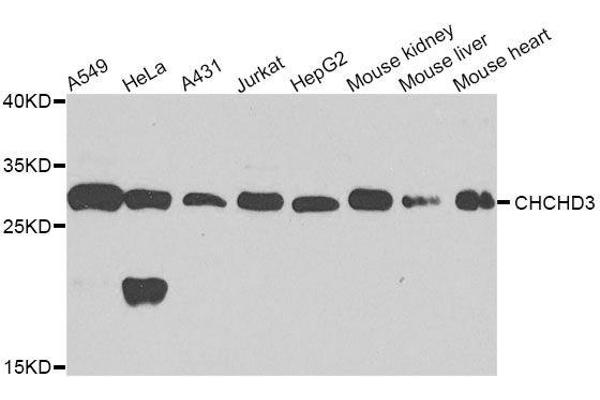 CHCHD3 antibody  (AA 1-227)