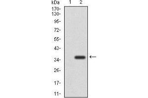 Western blot analysis using NEFM mAb against HEK293 (1) and NEFM (AA: 381-443)-hIgGFc transfected HEK293 (2) cell lysate. (NEFM antibody  (AA 381-443))