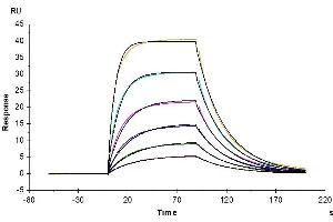 Mouse IL-2 R alpha, His Tag immobilized on CM5 Chip can bind Mouse IL-2, His Tag with an affinity constant of 30. (IL-2 Protein (AA 21-169) (His-Avi Tag))