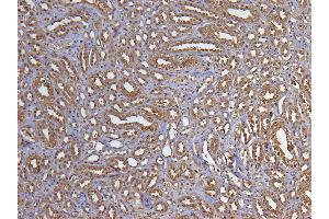 ABIN185240 (5µg/ml) staining of paraffin embedded Human Kidney. (GAPDH antibody  (C-Term))