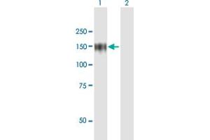 ZHX1 antibody  (AA 1-873)