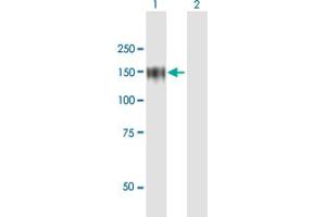 Western Blot analysis of ZHX1 expression in transfected 293T cell line by ZHX1 MaxPab polyclonal antibody. (ZHX1 antibody  (AA 1-873))