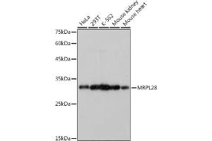 Western blot analysis of extracts of various cell lines, using MRPL28 antibody (ABIN7268566) at 1:1000 dilution. (MRPL28 antibody)
