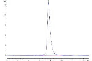 The purity of Mouse NKG2C is greater than 95 % as determined by SEC-HPLC. (KLRC2 Protein (AA 94-231) (Fc Tag))