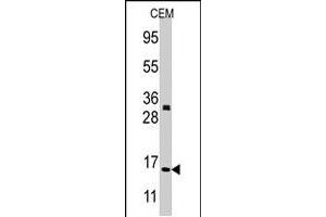 Western blot analysis of H3F3A/H3F3B polyclonal antibody  in CEM cell line lysates (35 ug/lane). (Histone H3.3 antibody  (N-Term))