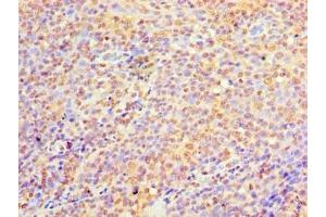 Immunohistochemistry of paraffin-embedded human tonsil tissue using ABIN7174912 at dilution of 1:100 (C9orf163 antibody  (AA 1-203))