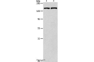 Western blot analysis of Hela cell and mouse lung tissue, using PTCH1 Polyclonal Antibody at dilution of 1:900 (Patched 1 antibody)