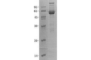 Validation with Western Blot (OGG1 Protein)
