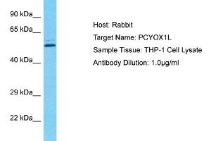 Host: Rabbit Target Name: PCYOX1L Sample Type: THP-1 Whole Cell lysates Antibody Dilution: 1.