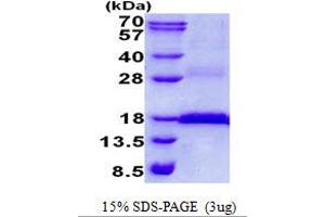 Image no. 1 for CD3 epsilon (CD3E) protein (His tag) (ABIN1098484) (CD3 epsilon Protein (CD3E) (His tag))
