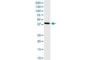 Immunoprecipitation of DNMT3L transfected lysate using anti-DNMT3L MaxPab rabbit polyclonal antibody and Protein A Magnetic Bead , and immunoblotted with DNMT3L purified MaxPab mouse polyclonal antibody (B01P) . (DNMT3L antibody  (AA 1-386))