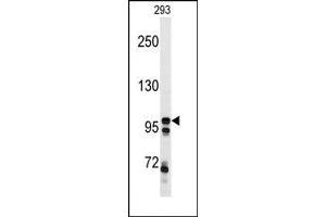Image no. 1 for anti-C-Mer Proto-Oncogene Tyrosine Kinase (MERTK) antibody (ABIN360227) (MERTK antibody)