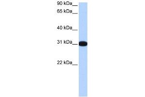 WB Suggested Anti-MBNL2 Antibody Titration:  0. (MBNL2 antibody  (Middle Region))