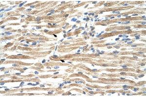 Human Muscle (YAF2 antibody  (Middle Region))