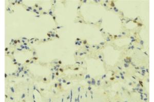 ABIN6273893 at 1/100 staining Mouse lung tissue by IHC-P. (GPR78 antibody)