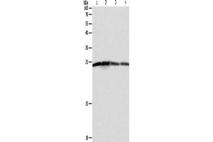 Western Blotting (WB) image for anti-BCL2-Antagonist/killer 1 (BAK1) antibody (ABIN2427664) (BAK1 antibody)