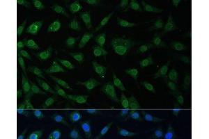 Immunofluorescence analysis of L929 cells using NUP214 Polyclonal Antibody at dilution of 1:100 (40x lens). (NUP214 antibody)