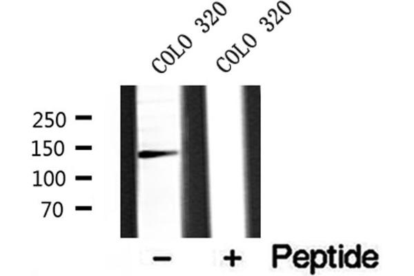 AP3B1 antibody  (C-Term)