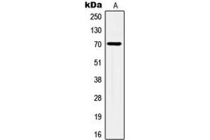 Western blot analysis of HSC70 expression in HeLa (A) whole cell lysates. (Hsc70 antibody  (Center))