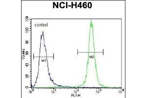 MST1 Antibody (C-term) (ABIN656286 and ABIN2845595) flow cytometric analysis of NCI- cells (right histogram) compared to a negative control cell (left histogram). (MST1 antibody  (C-Term))