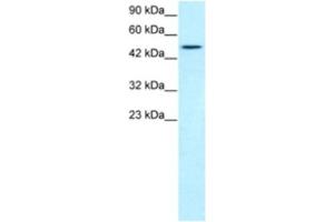 Western Blotting (WB) image for anti-T-Box 19 (TBX19) antibody (ABIN2460436)