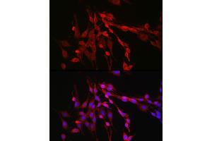 Immunofluorescence analysis of PC-12 cells using Inhibin beta A (INHBA) Rabbit pAb (ABIN6129032, ABIN6142459, ABIN6142460 and ABIN6221533) at dilution of 1:50 (40x lens). (INHBA antibody  (AA 21-426))