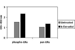 ZR751 cells were untreated or treated with b-estradiol for 1 hour. (Estrogen Receptor alpha ELISA Kit)