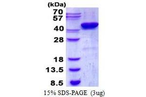 Image no. 1 for Casein Kinase 2, alpha Prime Polypeptide (CSNK2A2) protein (His tag) (ABIN1098386) (CSNK2A2 Protein (His tag))